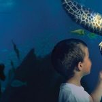 Sea Life Benalmadena entradas descuento ofertas