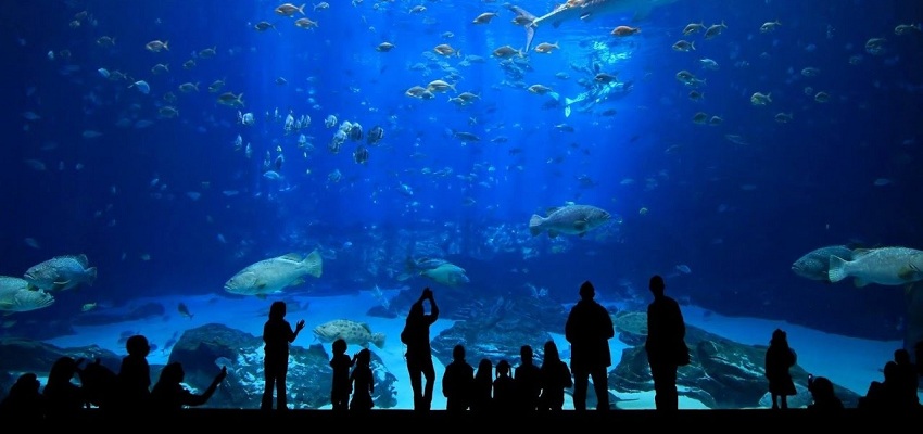 Acuario Poema del Mar entradas con descuento para el acuario más espectacular de Europa 🐠