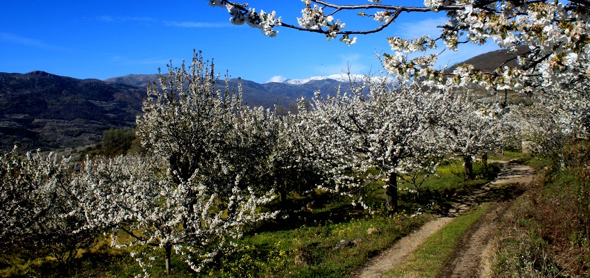 VALLE DEL JERTE (CÁCERES): 2 NOCHES EN CASA RURAL POR SÓLO 40€