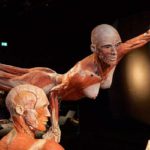 exposición Body Worlds - El Ritmo De La Vida