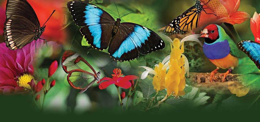 Mariposario de Benalmádena descuento entradas Butterfly Park Benalmádena 🦋