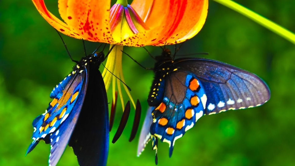 Mariposario de Benalmádena