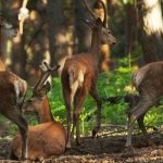 La Maleza - Parque de Fauna Sierra de Albarracín