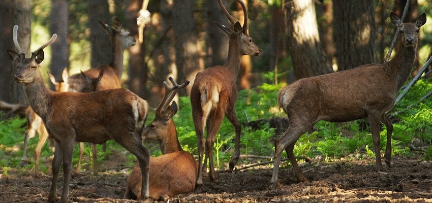 Entradas a La Maleza – Parque de Fauna en la Sierra de Albarracín 🐾