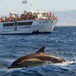 avistamiento de ballenas y delfines Tarifa