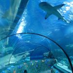 Acuario de Gardaland SEA LIFE