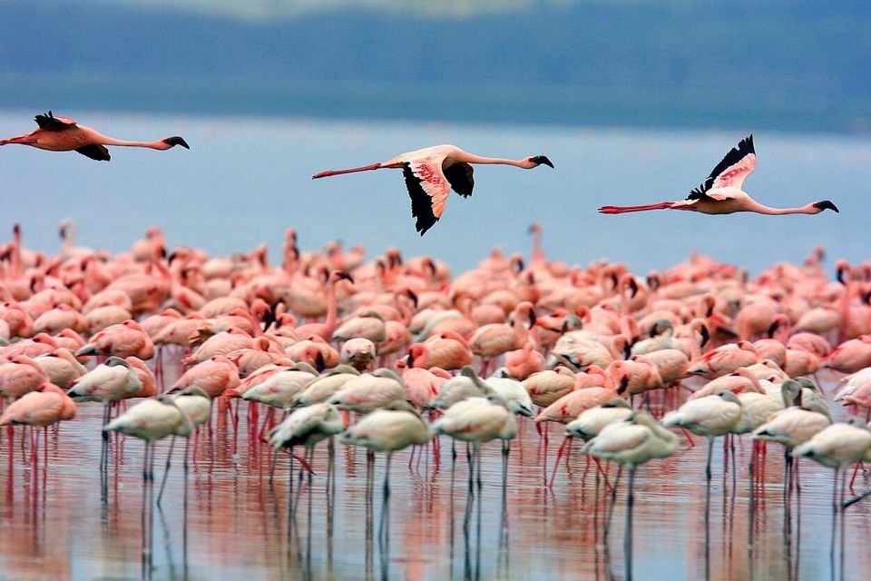 Parque Natural Salinas de Santa Pola 💦 🦩 Parcs Naturals Comunitat Valenciana