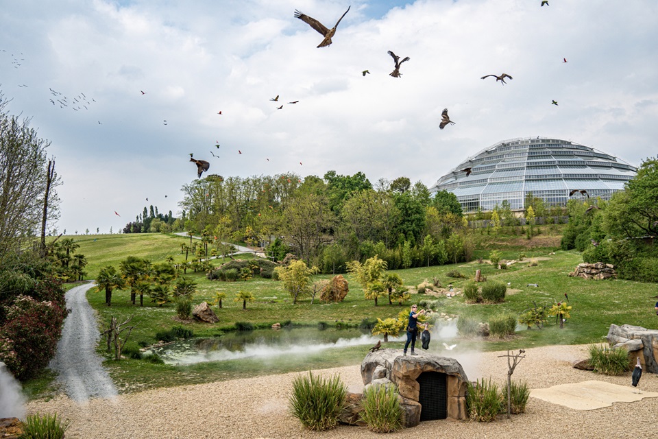 ZooParc de Beauval Tickets Descuentos Zoológico de Beauval. Entradas para ZooParc de Beauval Saint-Aignan código descuento ZooParc de Beauval 2x1 entradas Beauval Zoo probablemente el zoológico más grande de Francia. ZooParc de Beauval, zoológico en Francia. Zoo Beauval tarif. Descuentos Zoologico Beauval. Ofertas 2x1 ZooParc de Beauval avenue du blanc Saint Aignan Francia. Horario zoo Beauval. Zoo de beauval horaire.