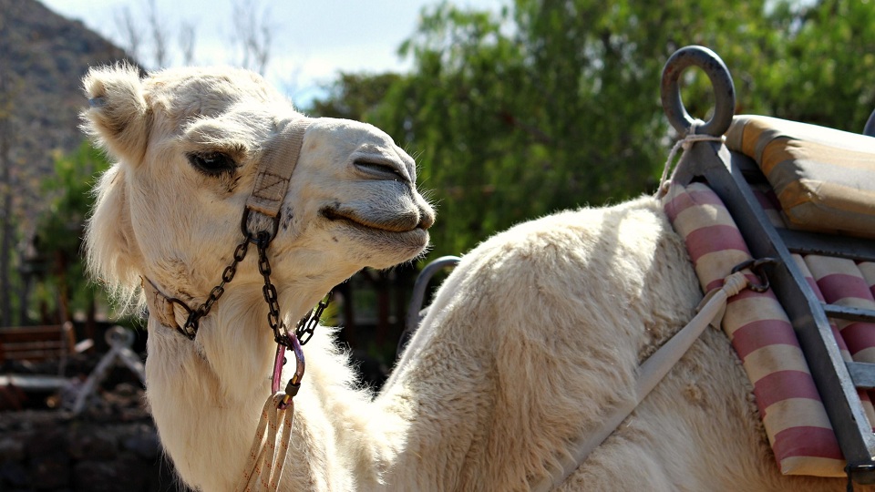 Camel Park Tenerife descuento paseos en camello en Arona Tenerife Camel Park Hasta 39% Descuento Paseos Camello Arona Descuentos Camel Park Tenerife parque de camellos Camel Park en Arona ofertas paseos en Camello Park Tenerife camellos. Camel Park Tenerife descuento camellos arona Camel Park Tenerife Descuento paseos en camello Camel Park Tenerife ofertas parque de camellos Camel Park en Arona descuentos Tenerife Camel Park paseo en camello Tenerife...